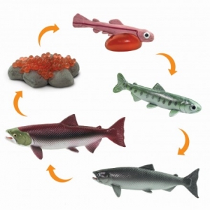 Safari Lifecycles: Safari Life cycle of a Salmon 100267