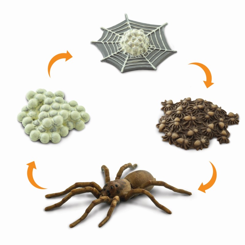 Safari Life cycle of a Spider 100406
