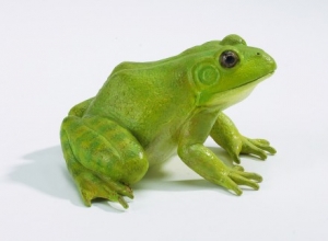 Safari Ltd  2687 bullfrog - animal figures at spielzeug-guenstig.de