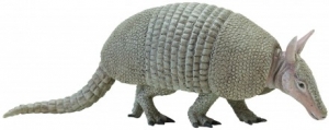 Safari Ltd  2628 armadillo - animal figures at spielzeug-guenstig.de
