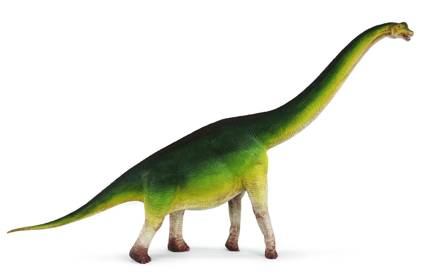 safari ltd brachiosaurus