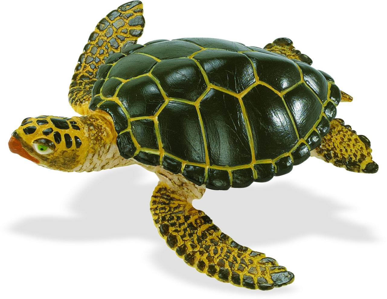 Морские черепахи для детей