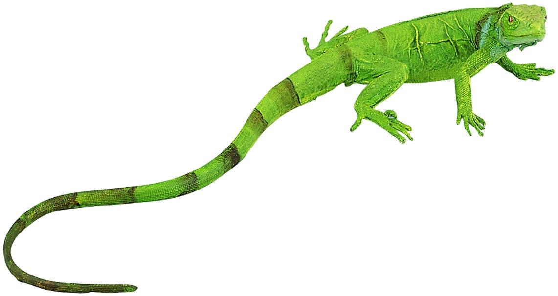 Safari Ltd Iguana Baby 2583 ca.30x11.5x4cm