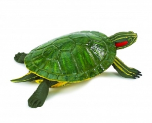 Safari Ltd  2695 Rotwangenschmuckschildkr�te - Figuren bei spielzeug-guenstig.de