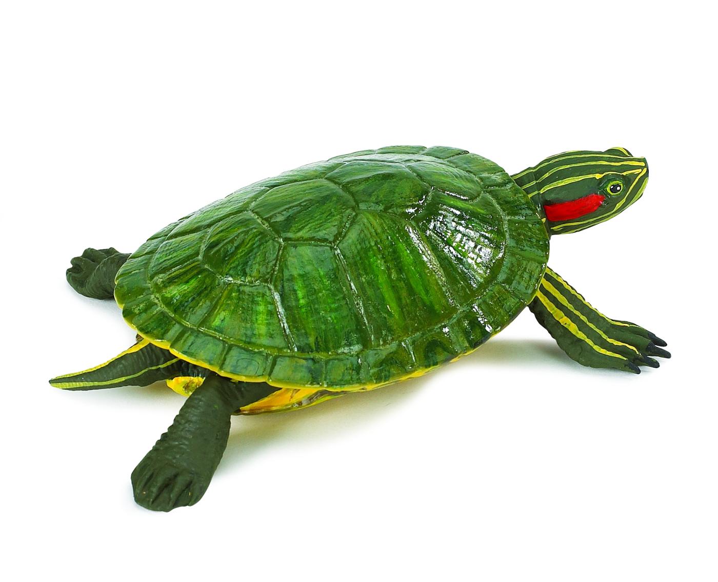 Safari Ltd Rotwangenschmuckschildkr�te 2695 ca.13.5x9.2x3.8cm