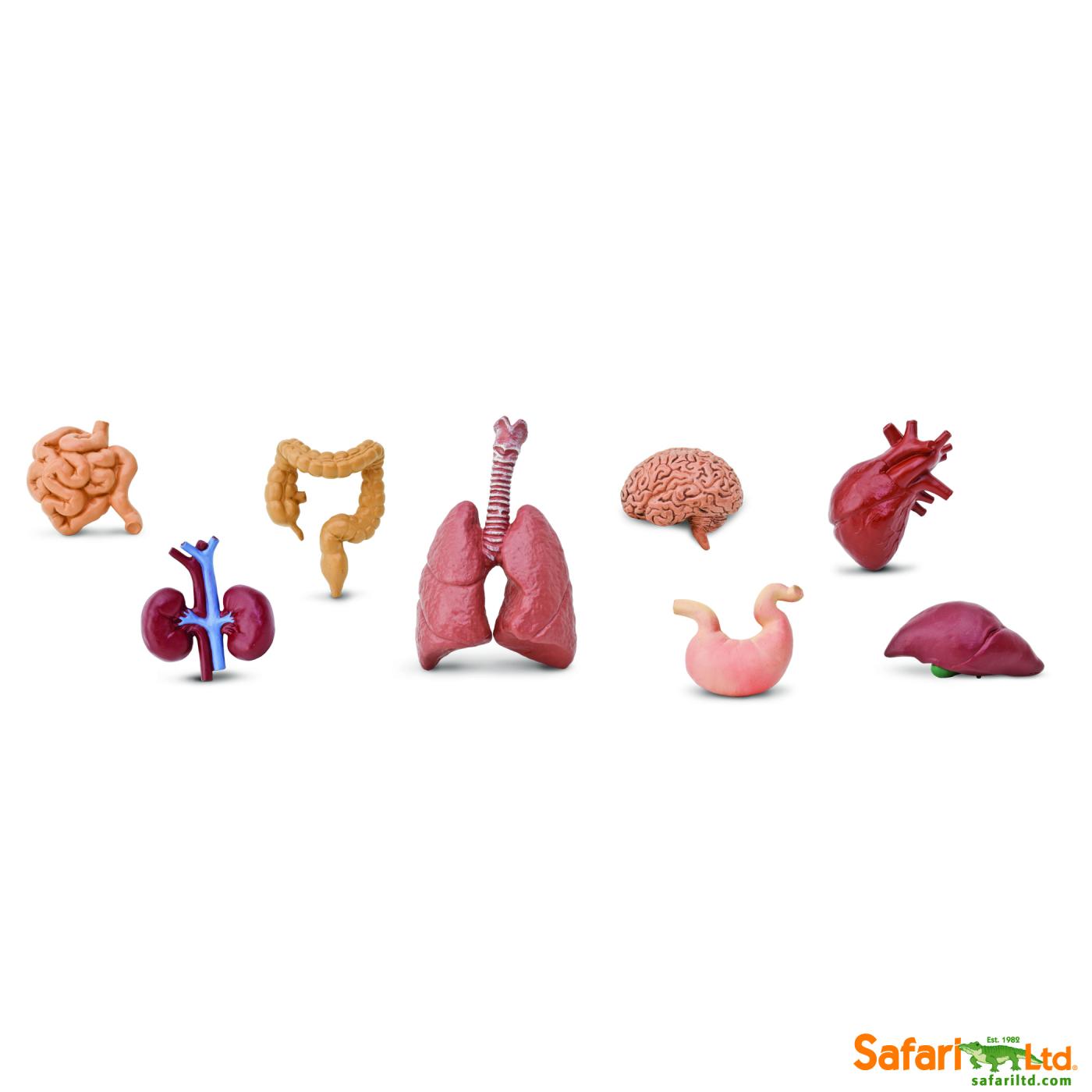 Safari Ltd subject of Human Organs 6893