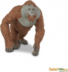 Safari Wildtiere: Safari Orang-Utan M�nnchen 292929