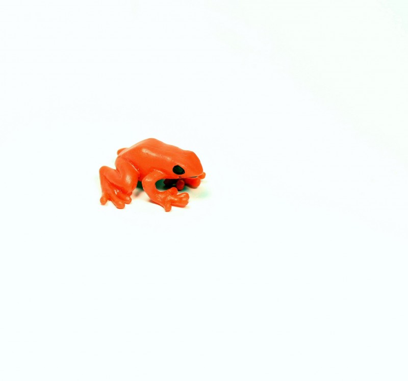 Safari Pfeilgiftfrosch rot 34511e