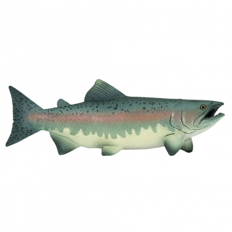 Safari Salmon 100205
