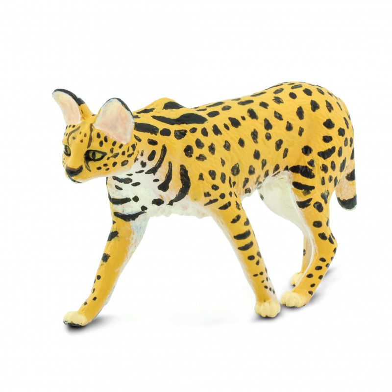 Safari Serval wild cat 100237