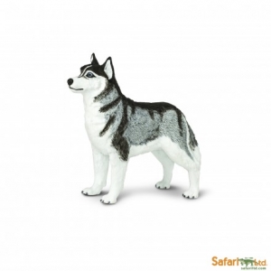 Safari Hunde Best in Show: Safari Siberian Husky 255229