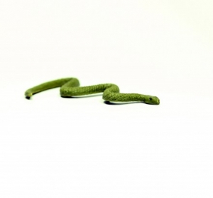 Safari Good Luck Minis: Safari Safari Snake 3447e