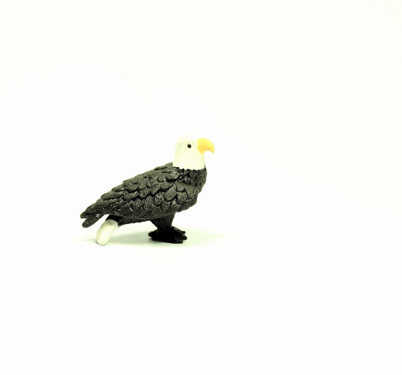 Safari Weisskopfseeadler 3461e