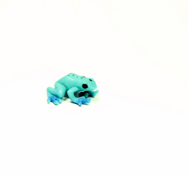 Safari blue poison dart frog 34512e