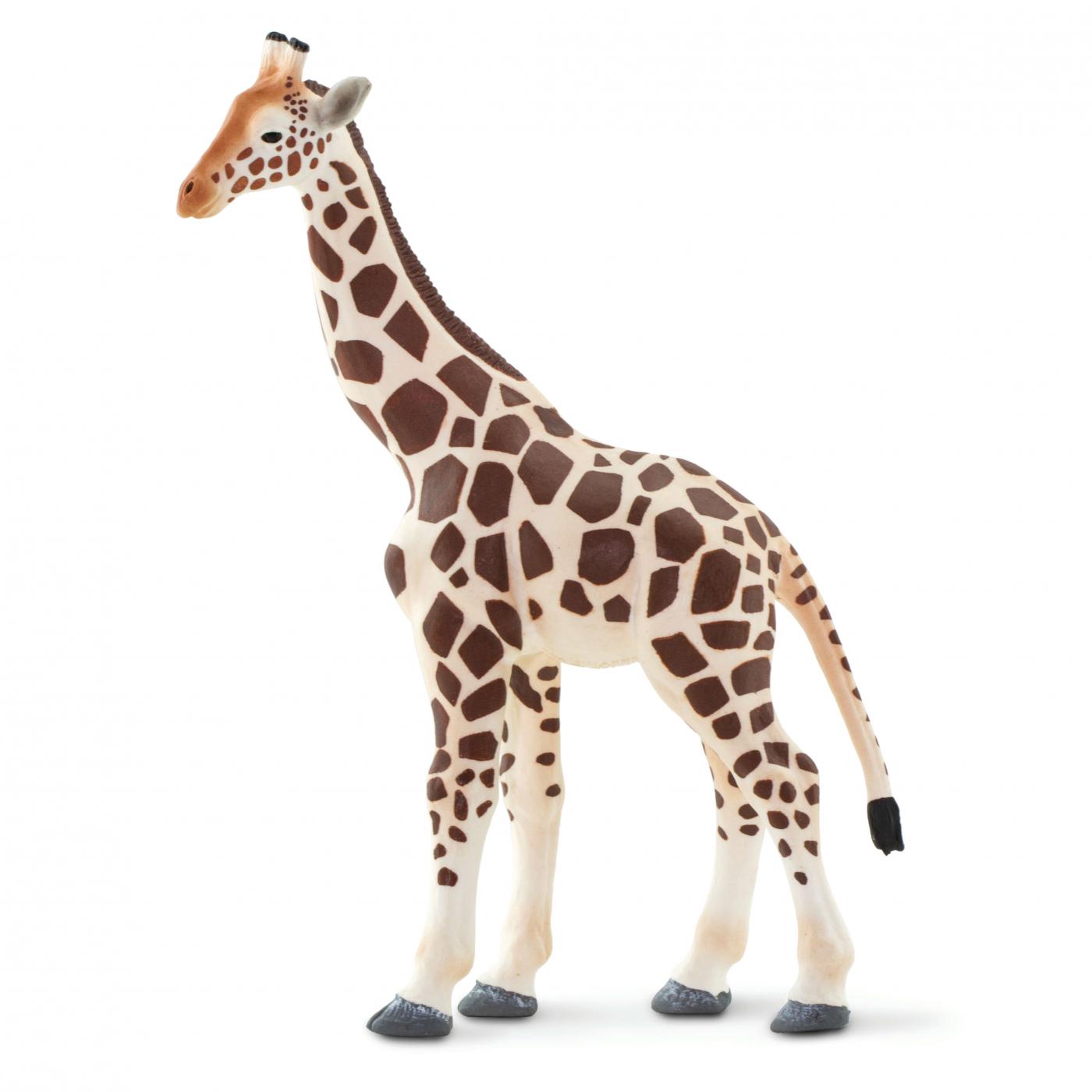 Safari giraffe  100421
