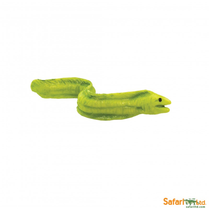 Safari moray 100230