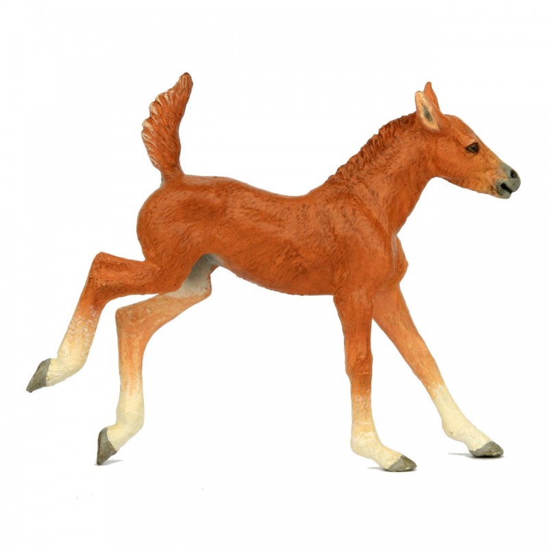 Southlands Brumby Foal sr00015