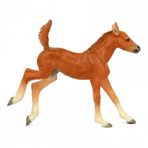 Southlands Australian Wildlife: Southlands Brumby Foal sr00015