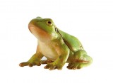 Bullyland Tree frog 68401 amphibians