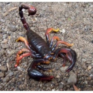 Animals of Australia Skorpion 78080 ca.8.5cm