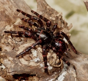 Animals of Australia Sydney-Trichternetzspinne 78082 ca.7x8xcm
