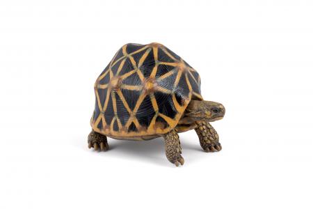 Papo Strahlenschildkr�te 50333