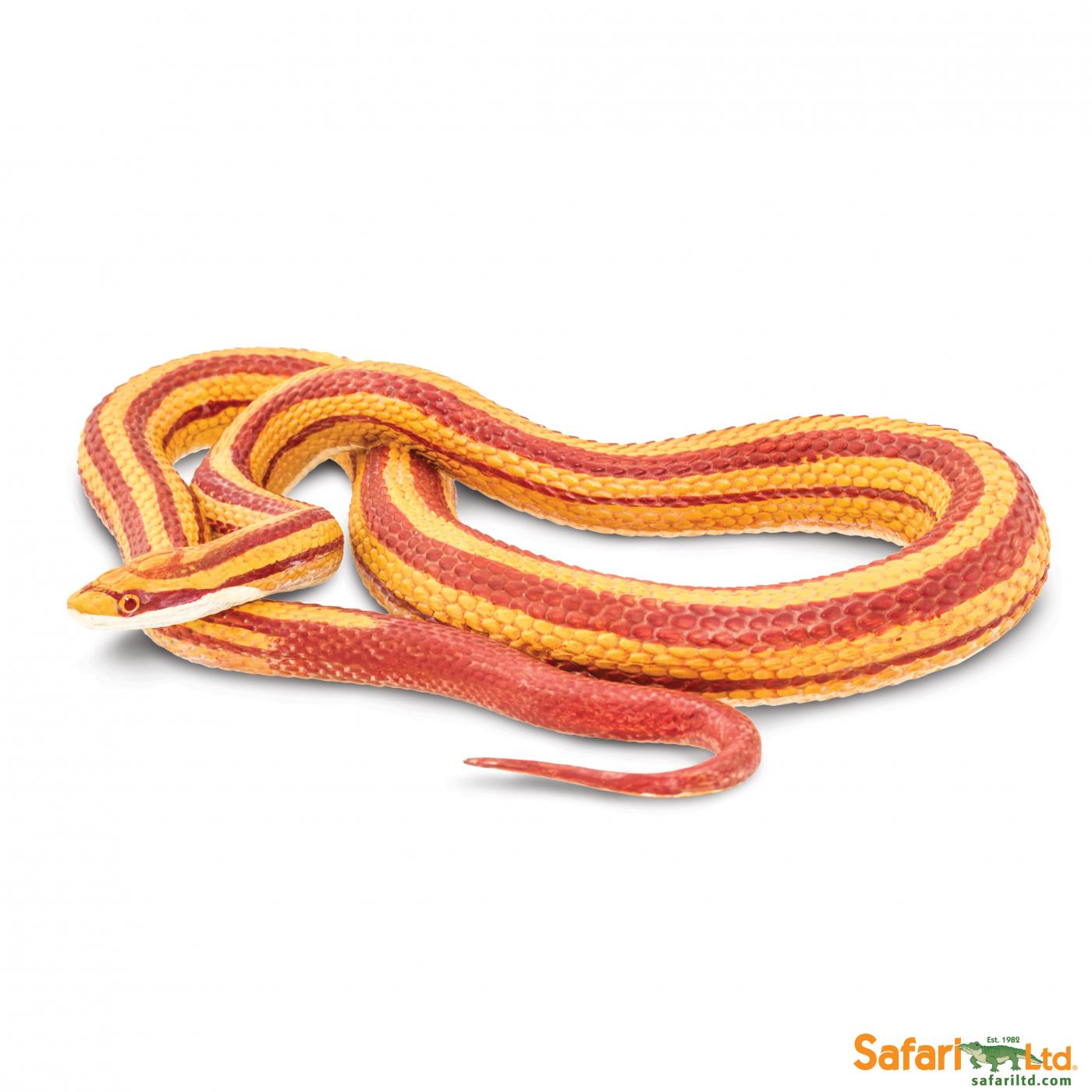 Safari corn snake 100073