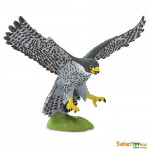 Safari Wanderfalke 100094