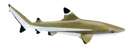 Safari Ltd. Quastenflosser-Tierfigur – Detailgetreu, 14 Cm Lang, Für Sammler & Kinder