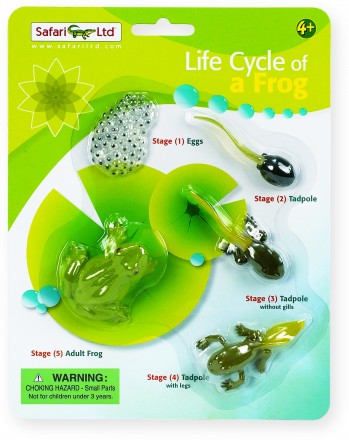 Safari LTD Life Cycle of A Frog