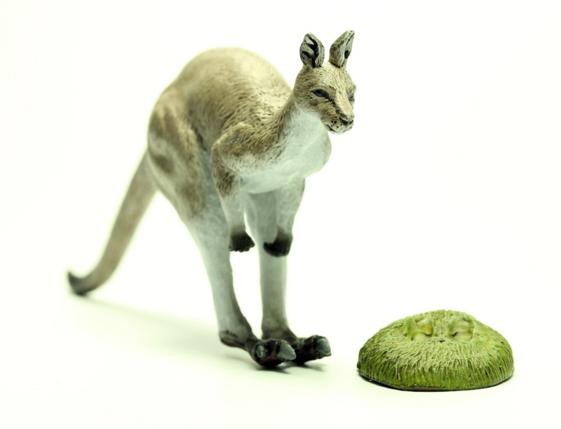 Kangaroo $_57.PNG?set_id=880000500F